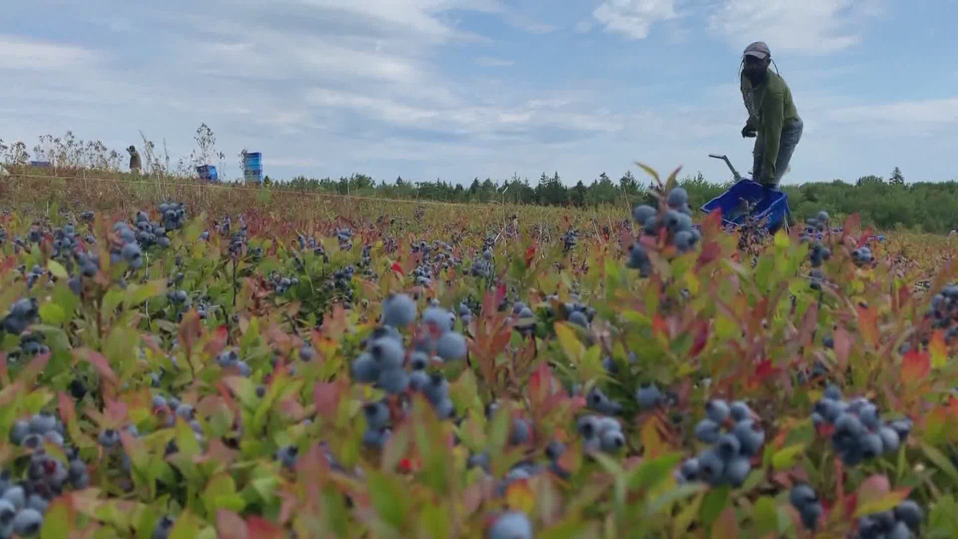 Maine blueberry growers face hardships amid the coronavirus pandemic
