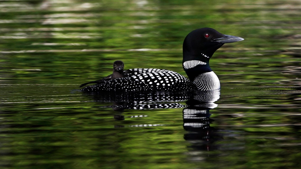 2020 LOON COUNT: Maine Audubon reports 'robust population' of adult loons in the state - Vimarsana News