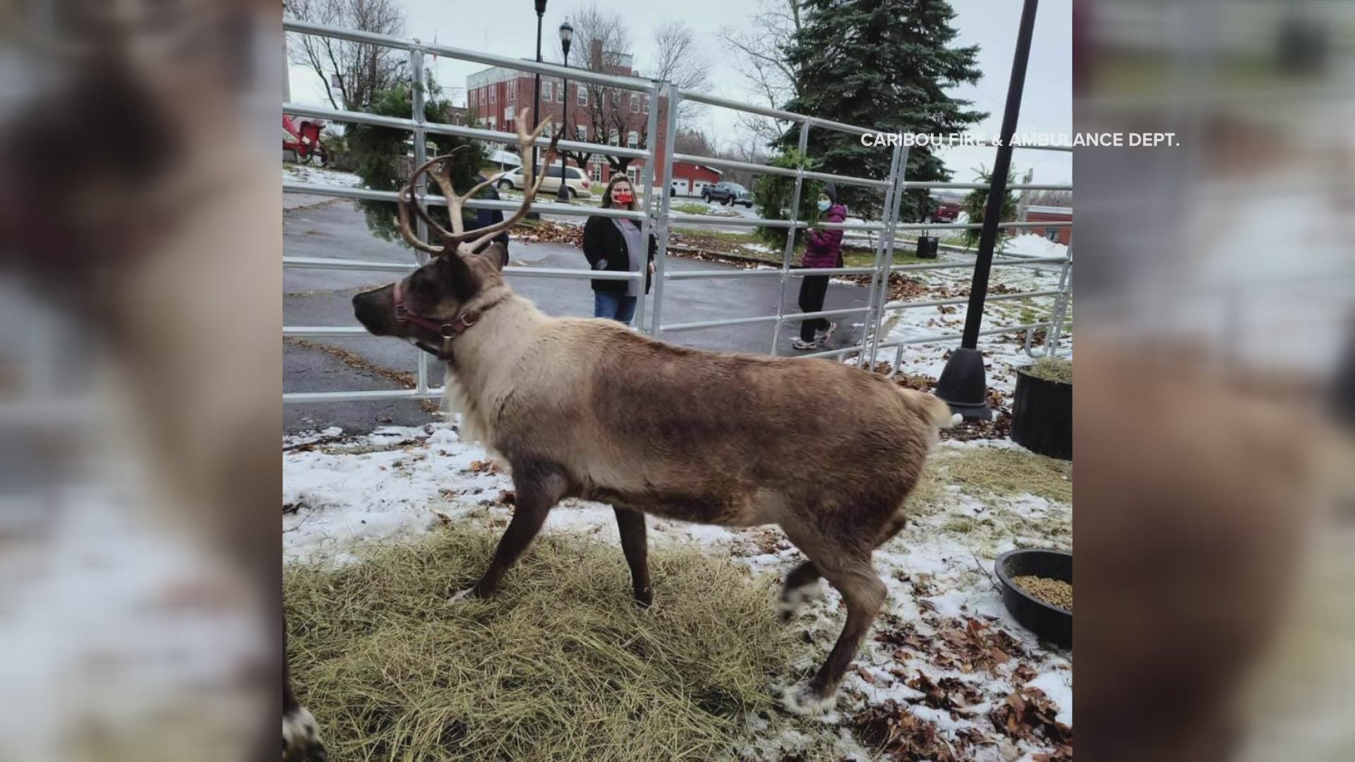 Caribou fire and ambulance department posted photos of Santa's reindeer visiting Lyndon square this weekend.