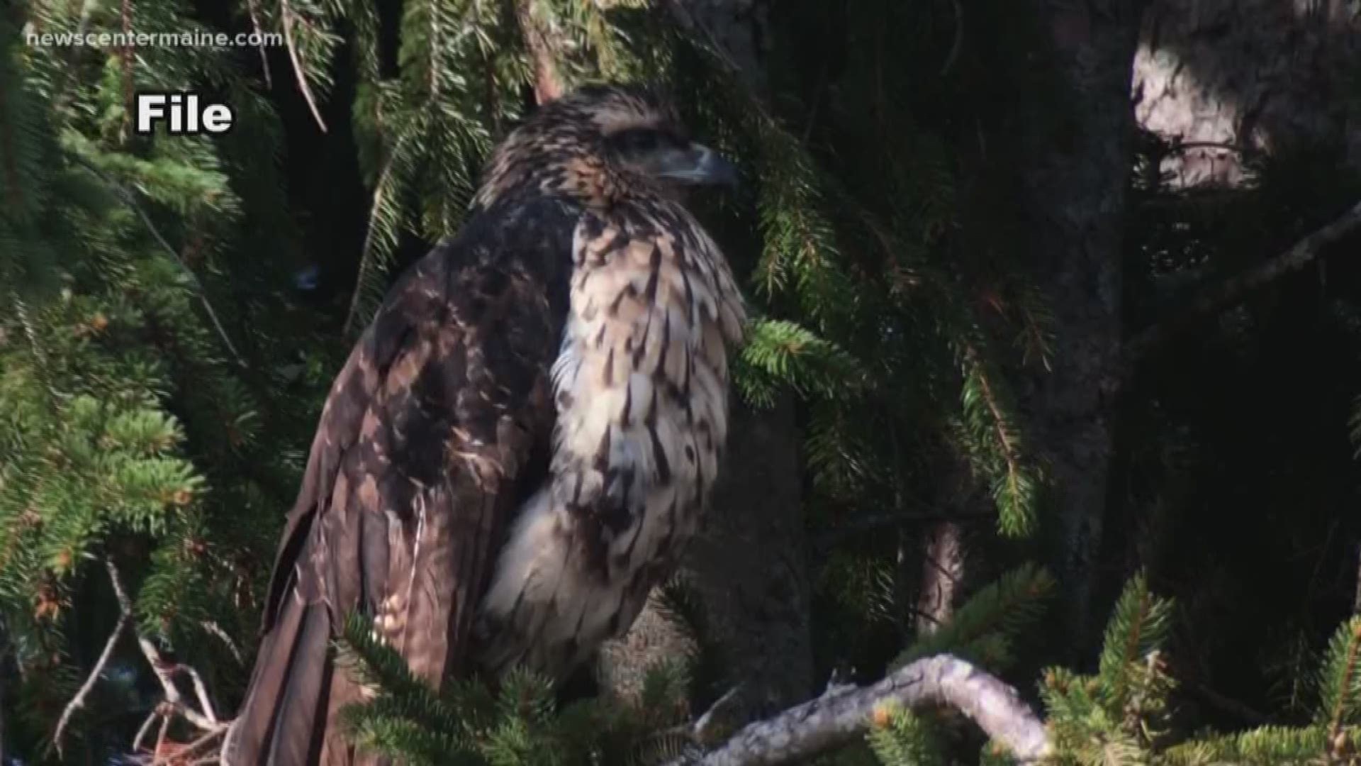 Cross-country skiers rescued a rare hawk from Peru during the snowstorm Sunday in Portland.