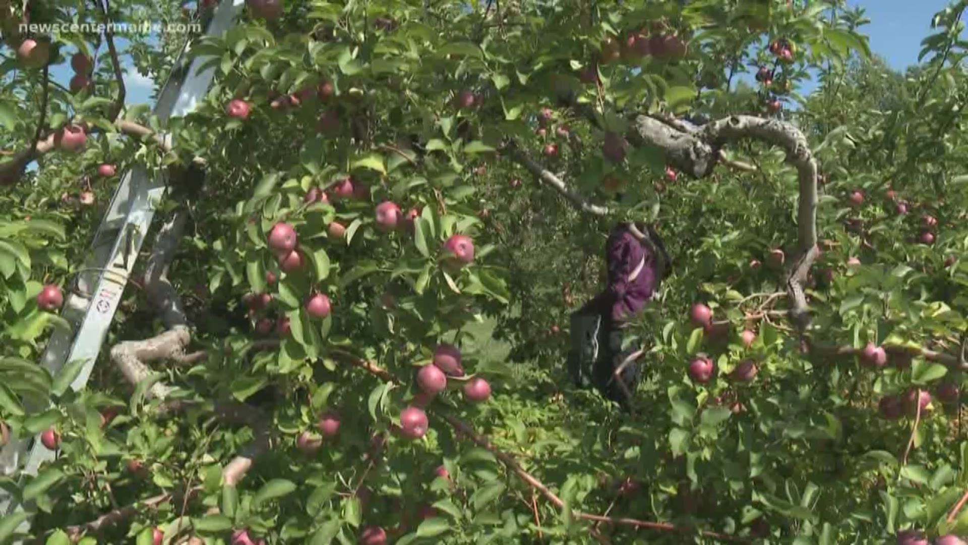 The trade war with China is having ill effects on the Maine apple business