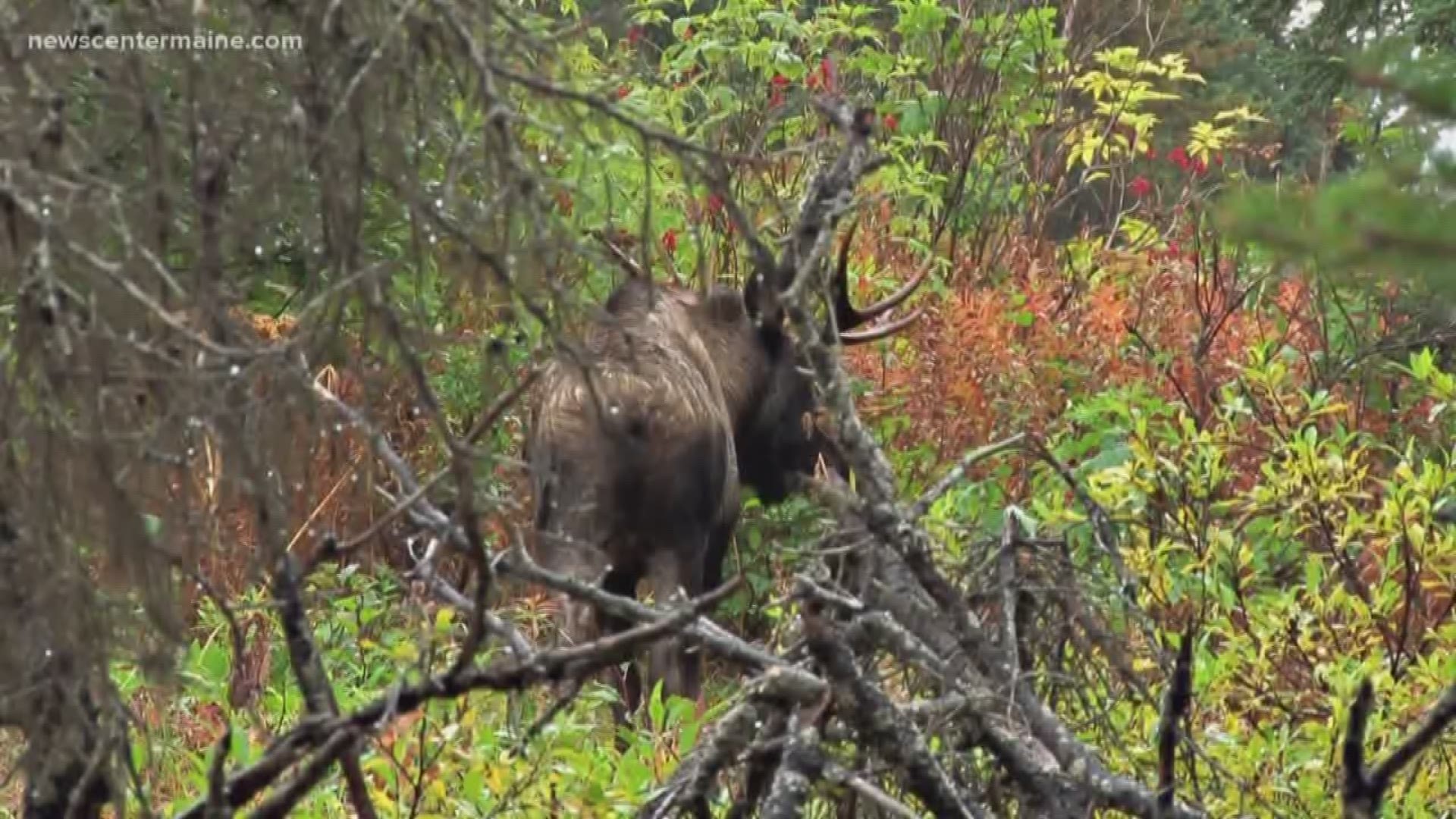 Moose hunting season begins