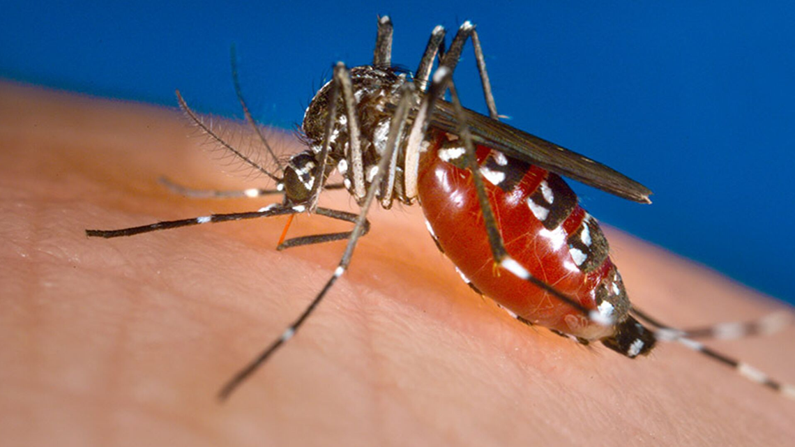 Mosquito that can spread Zika found in New England | newscentermaine.com