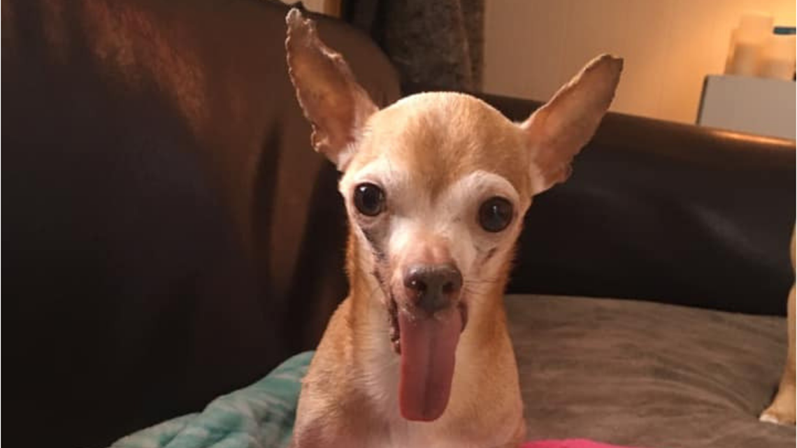 Bug-eyed Chihuahua from Falmouth takes 3rd in World's Ugliest Dog ...