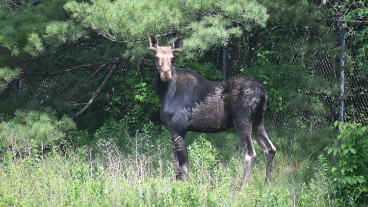 State survey finds ticks killing moose at highest rate yet