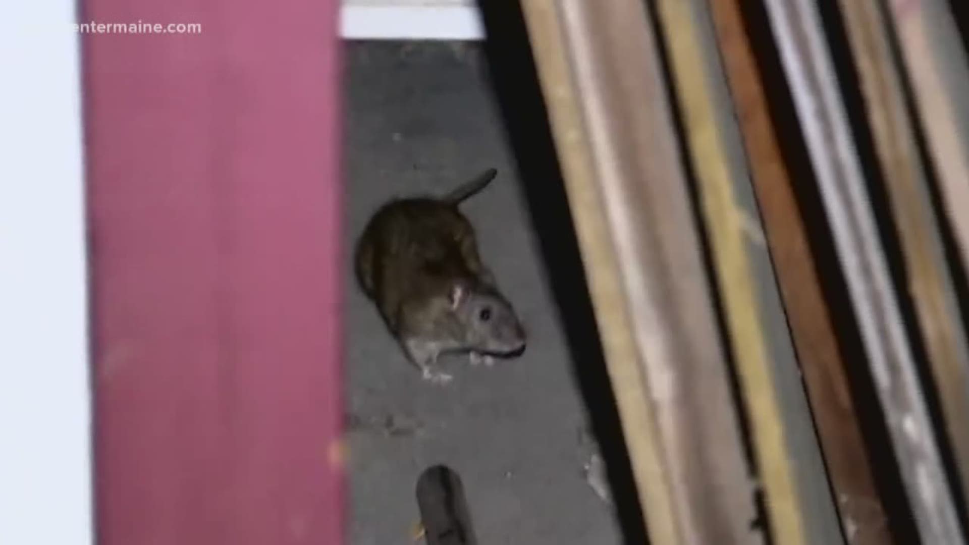 Rats in Maine