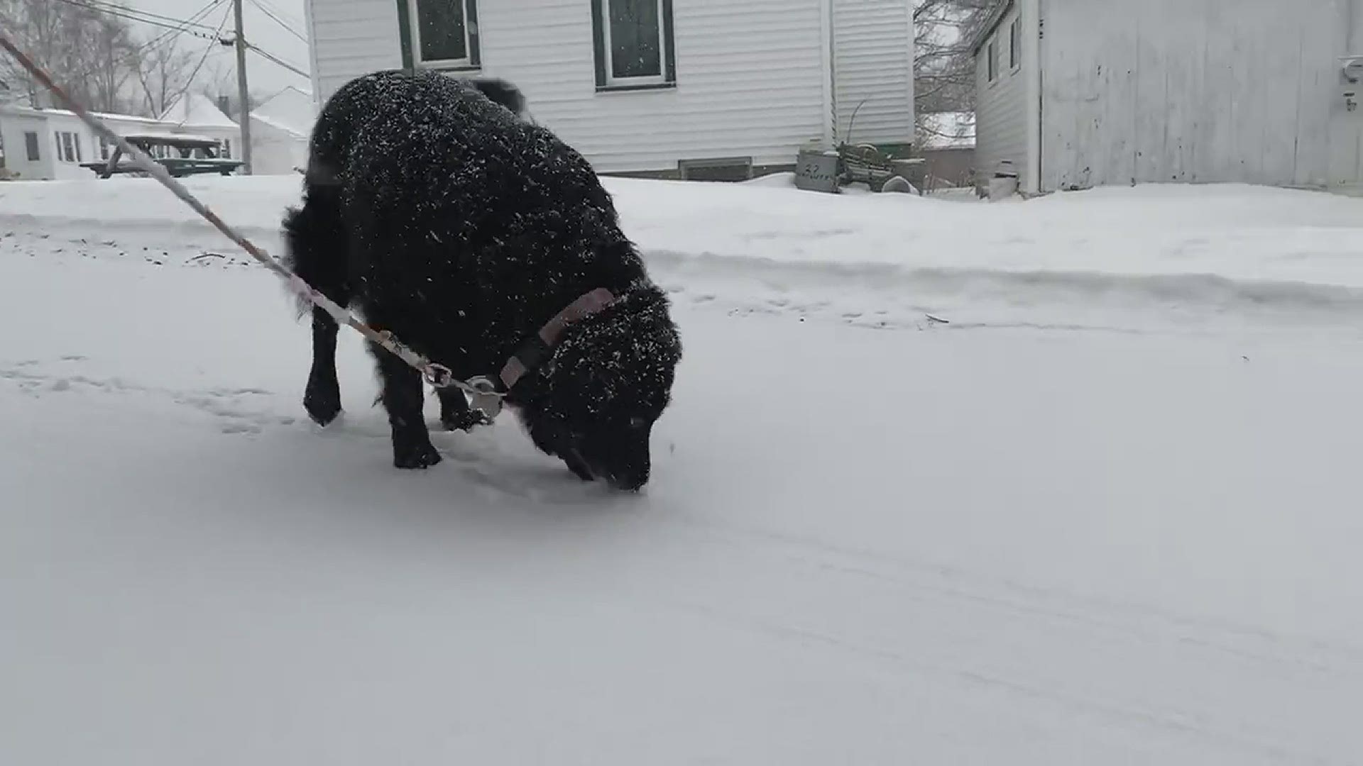 can dogs get brain freeze