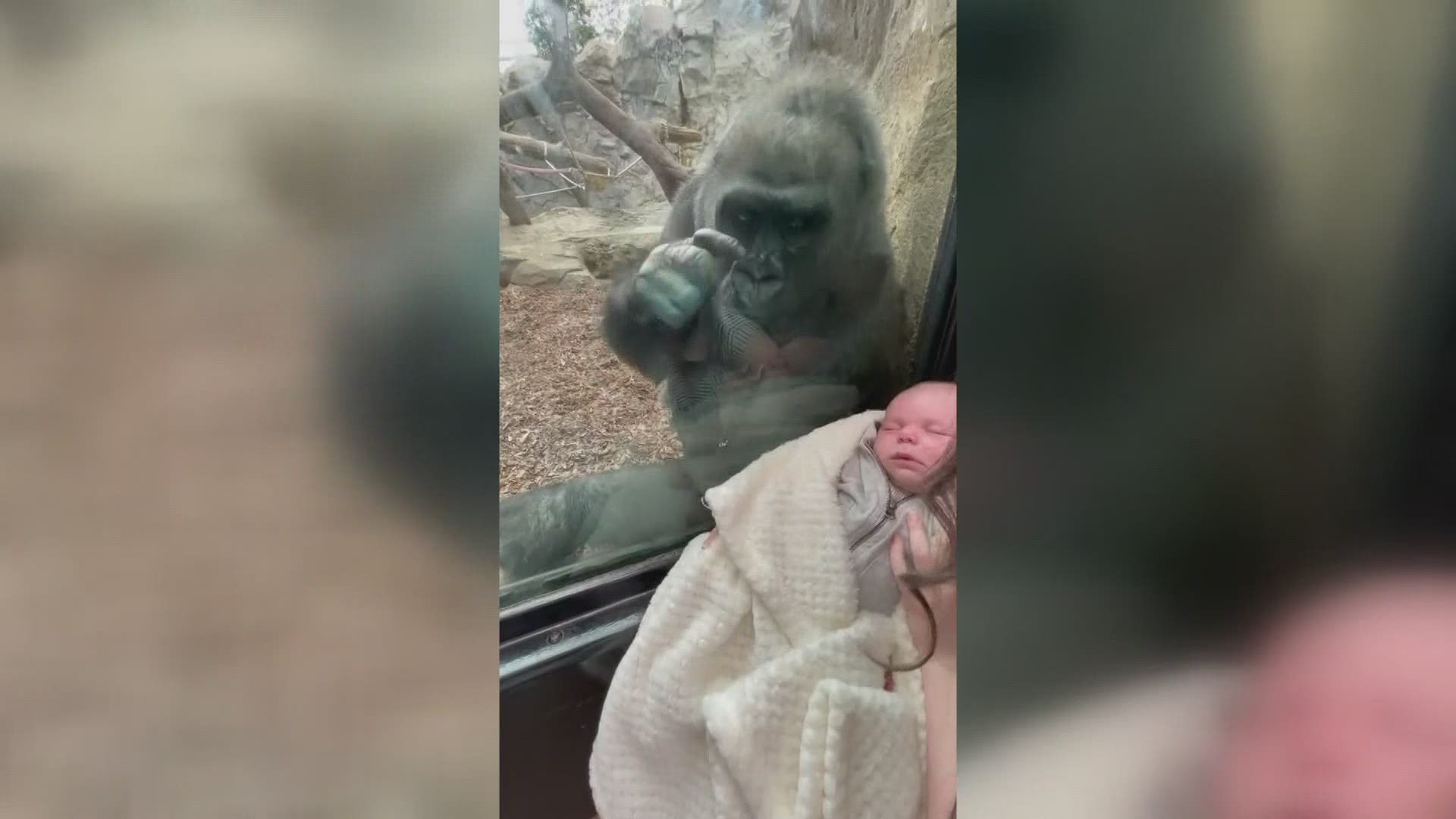 Emily Austin visited the Franklin Park Zoo in Boston with her infant son and made a surprising connection with a mother gorilla and her child.