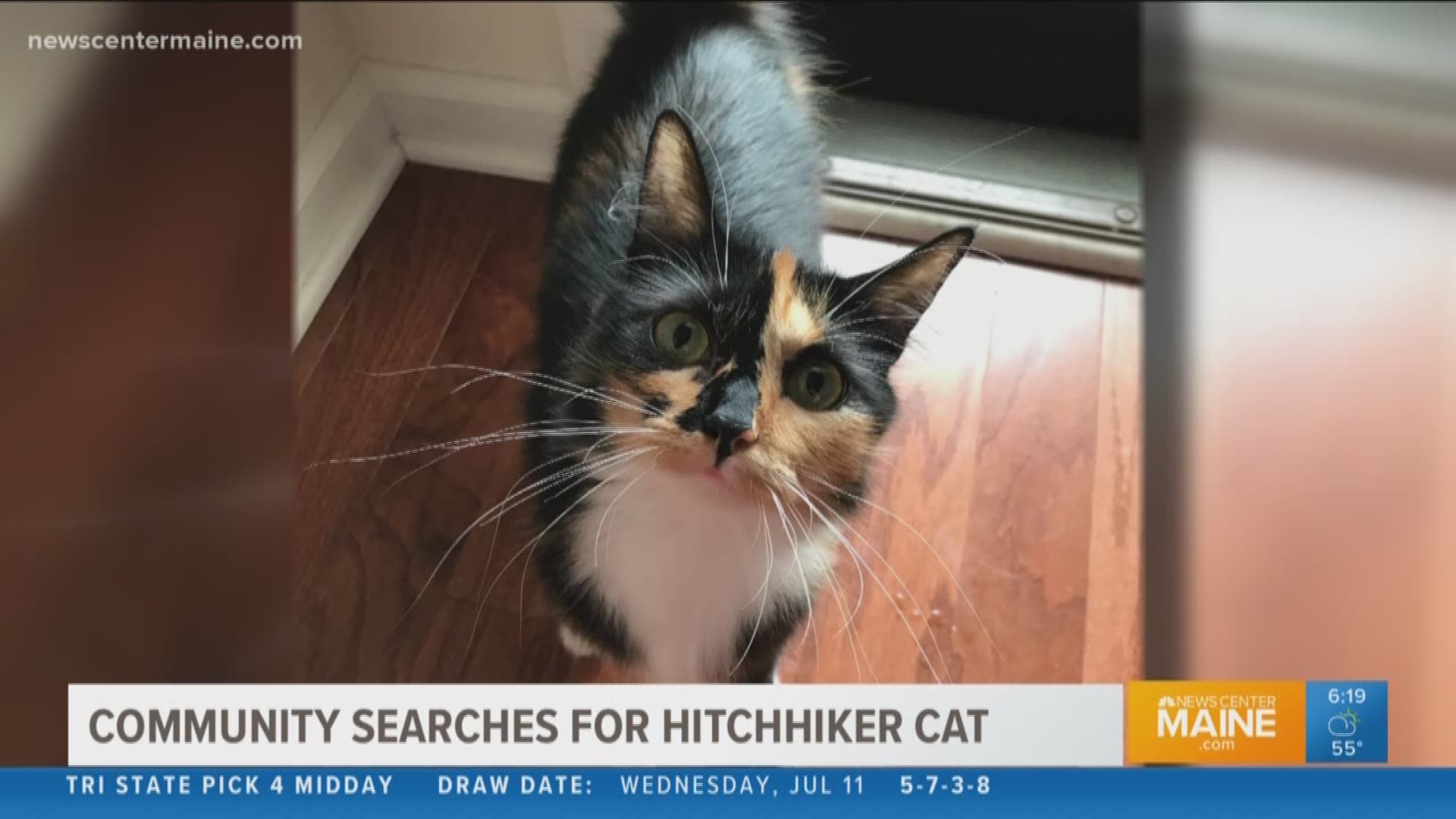 Search is on for hitchhiking cat