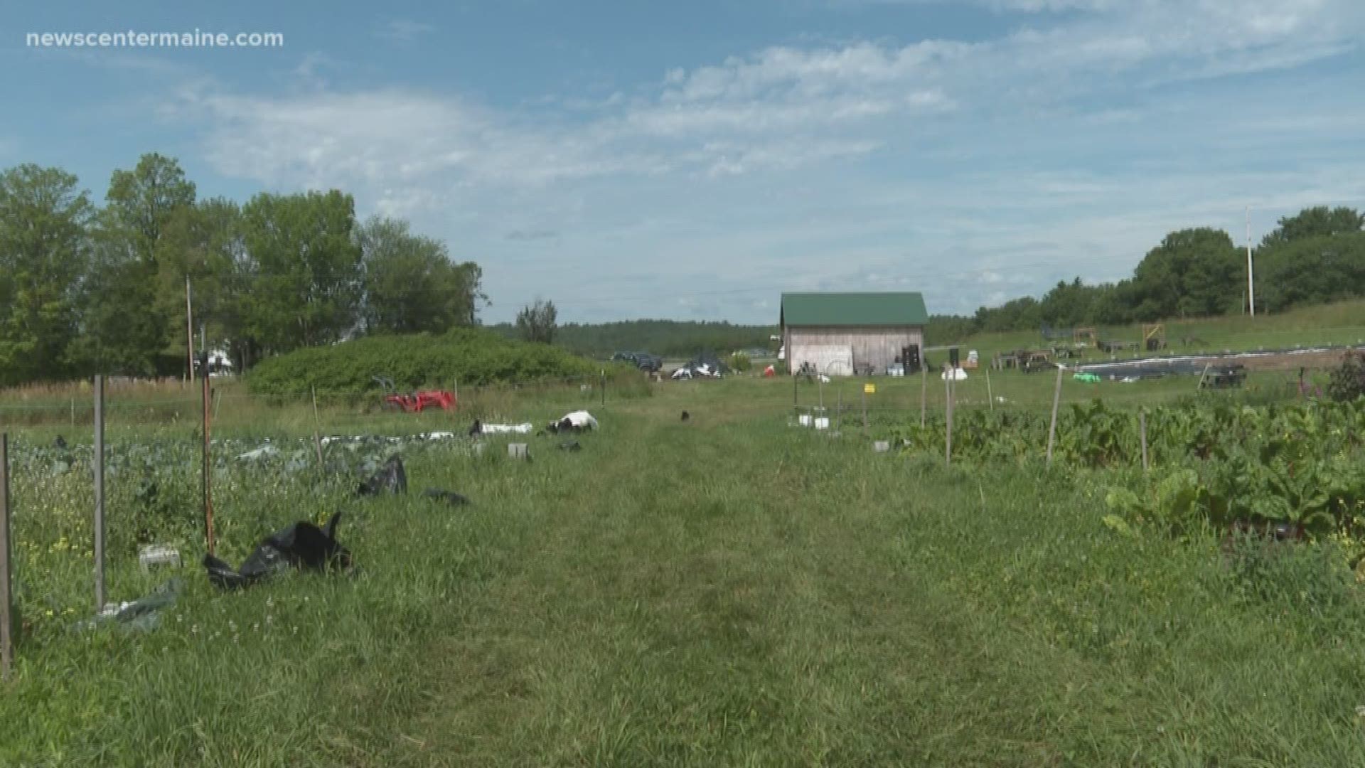 Twin Villages Foodbank Farm in Nobleboro hopes to raise 50,000 pounds of crops this year.