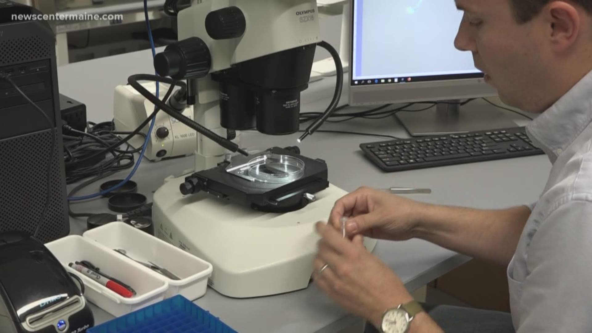 UMaine researchers are testing the DNA of ticks sent to them to try to figure out where different types of the arachnids live.