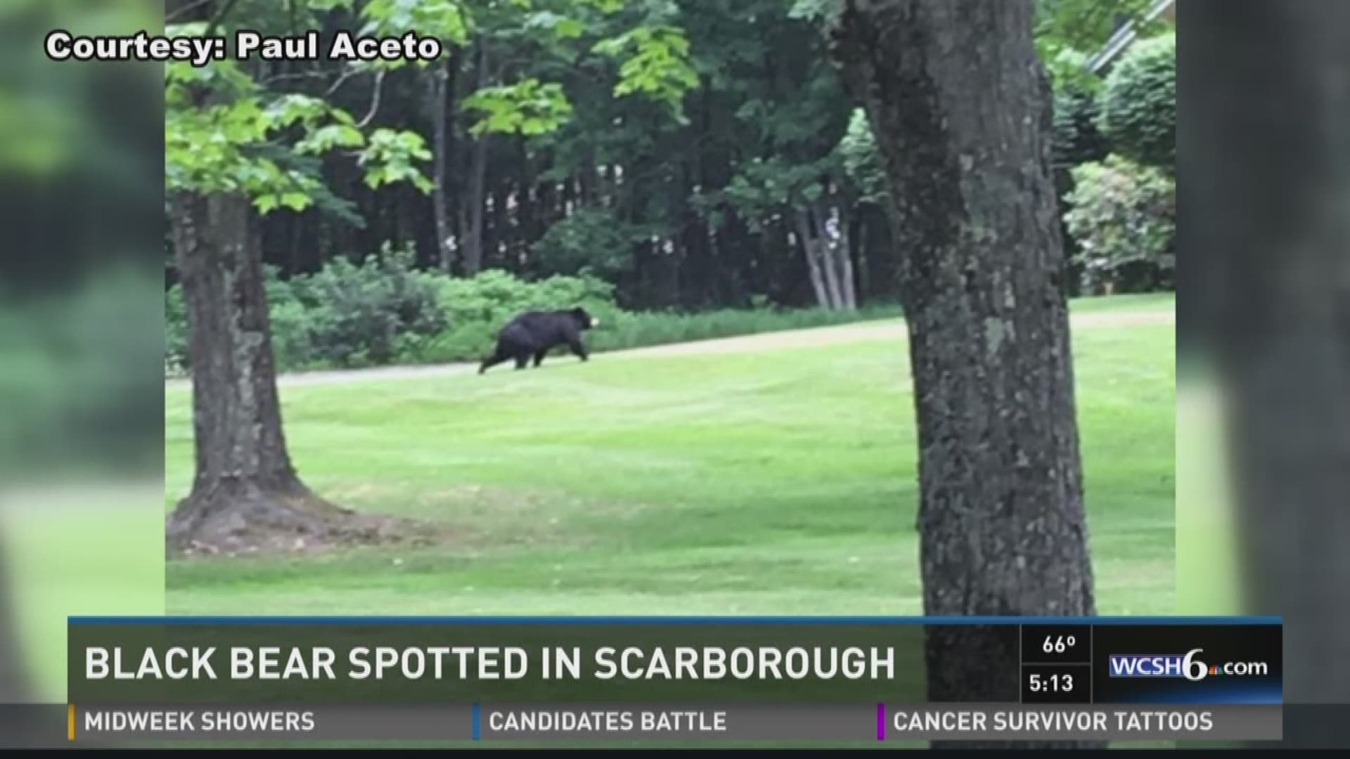 Black bear runs around Scarborough | newscentermaine.com