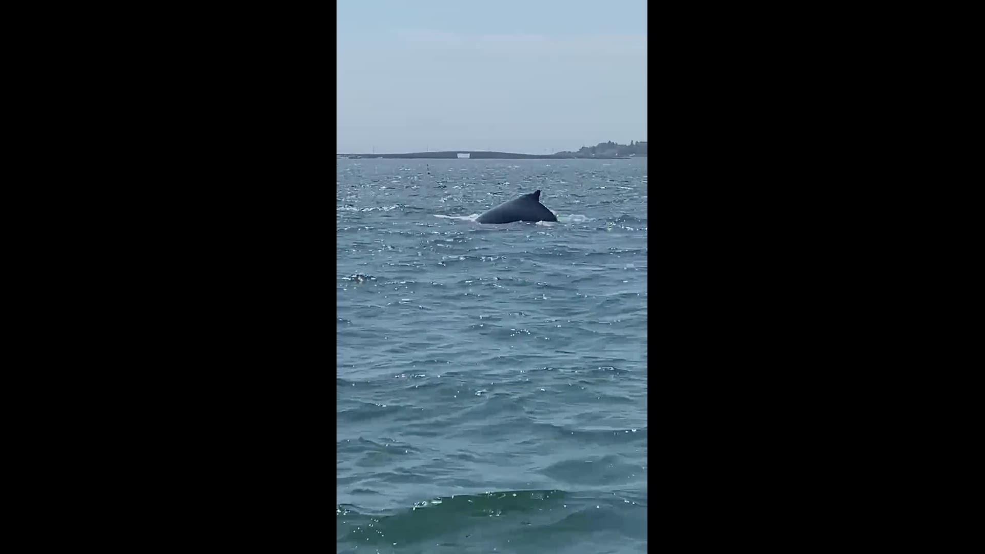 Humpback Whale Sighting Newscentermaine Com