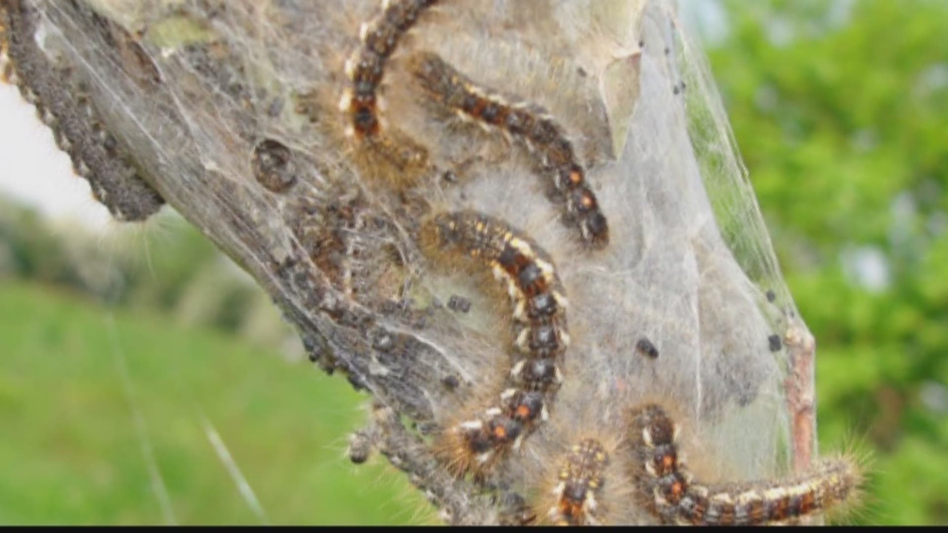 UMaine Professor Researches Browntail Moth