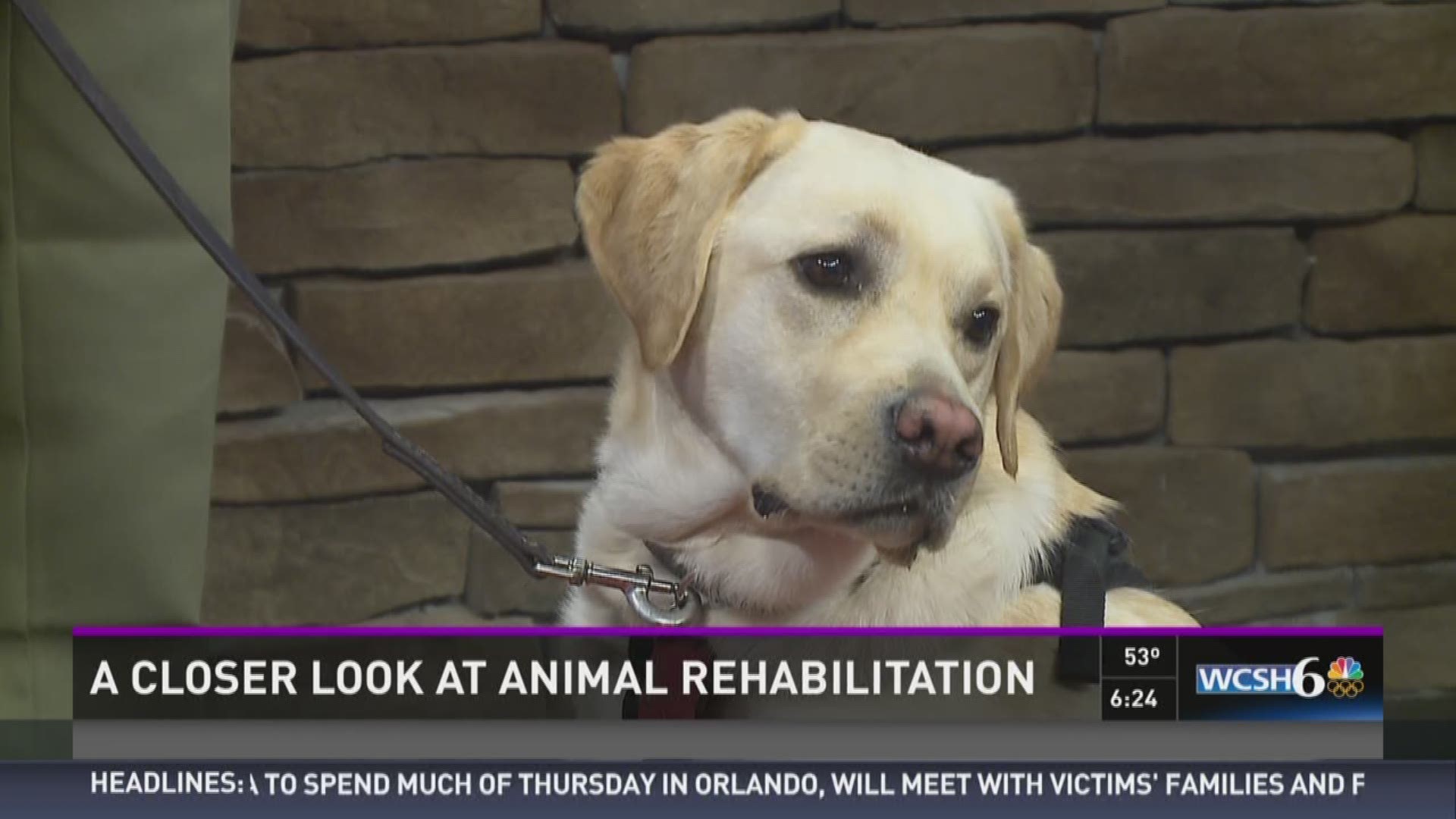A closer look at animal rehabilitation | newscentermaine.com