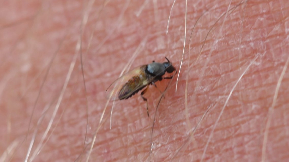 Brace yourselves black fly season is here