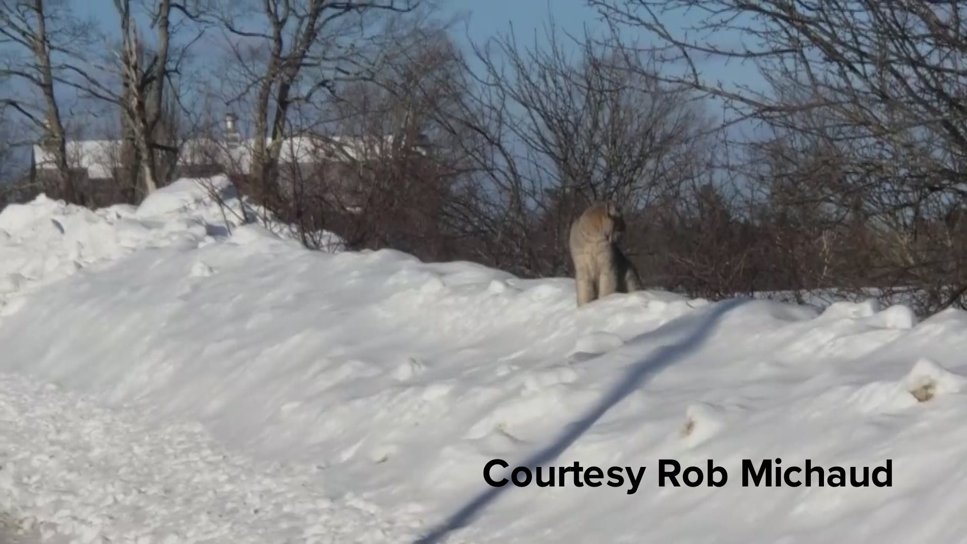 More videos from Rob Michaud of the lynx near Stacyville.