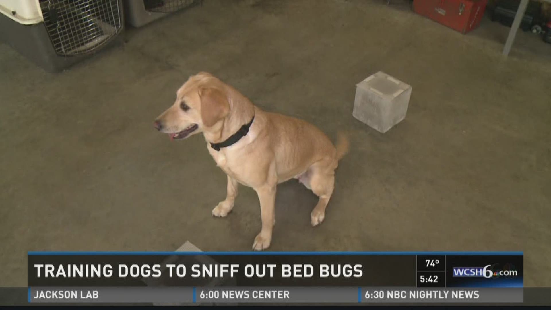 dog that sniffs out bed bugs