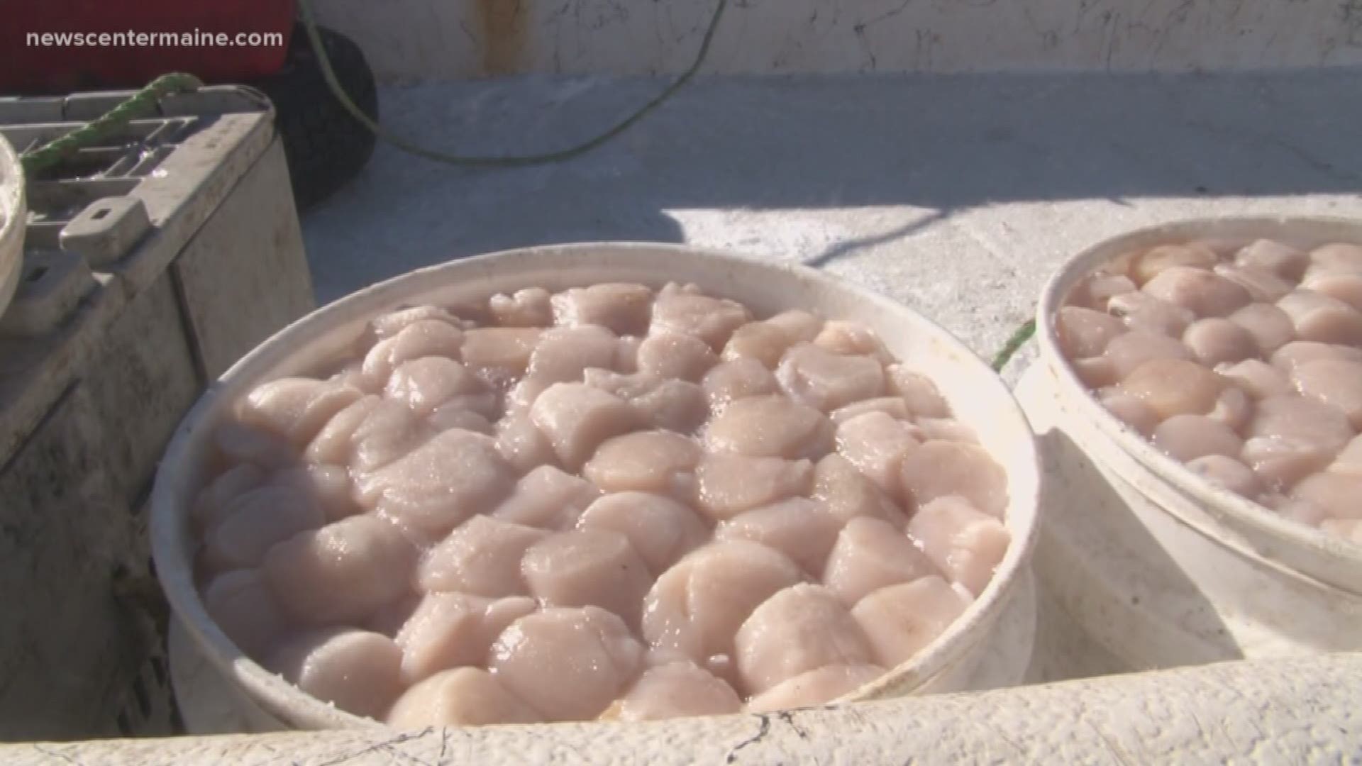 Four scallop fishing licenses are up for grabs right now in Maine by lottery
