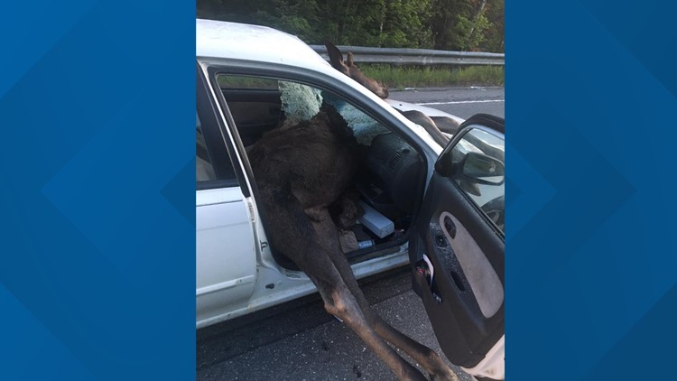 Northern Maine Driver Escapes Injury In Moose Crash