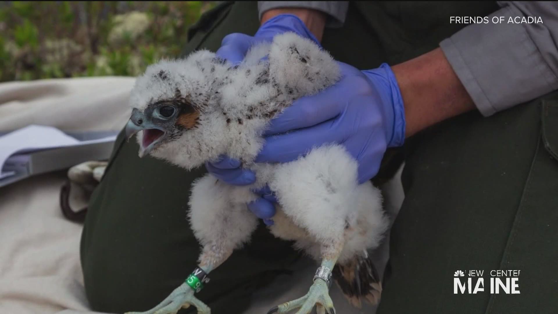 DDT almost wiped out peregrine falcons from the in by the 1960s but now the species is soaring.
