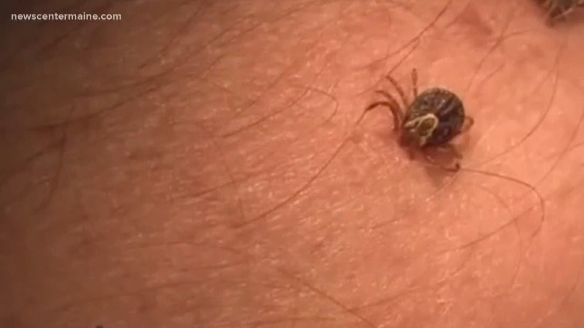 These are some of the safest ways to protect your children from tick-borne diseases.