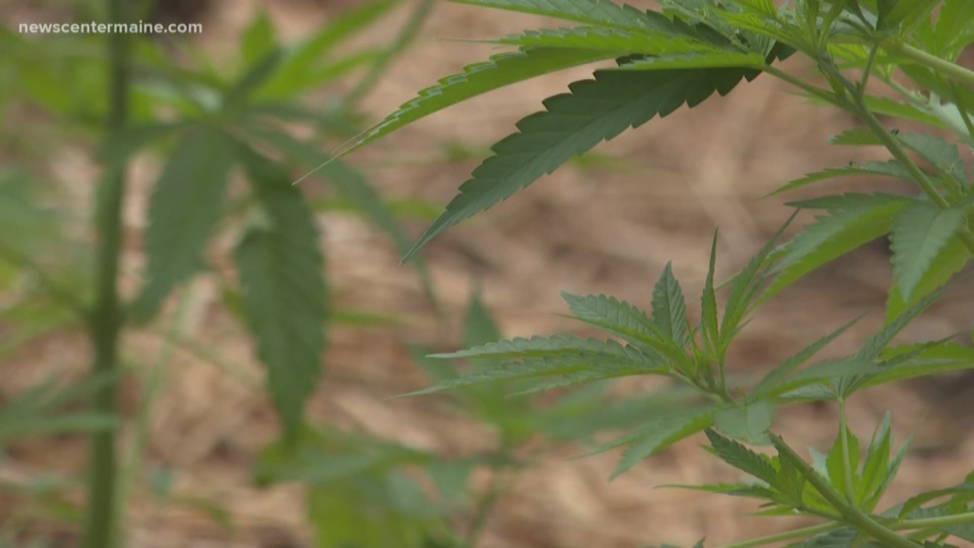Hemp is drawing farmers and entrepreneurs to the state of Maine after a bill was signed in 2018 to allow it to be grown legally.