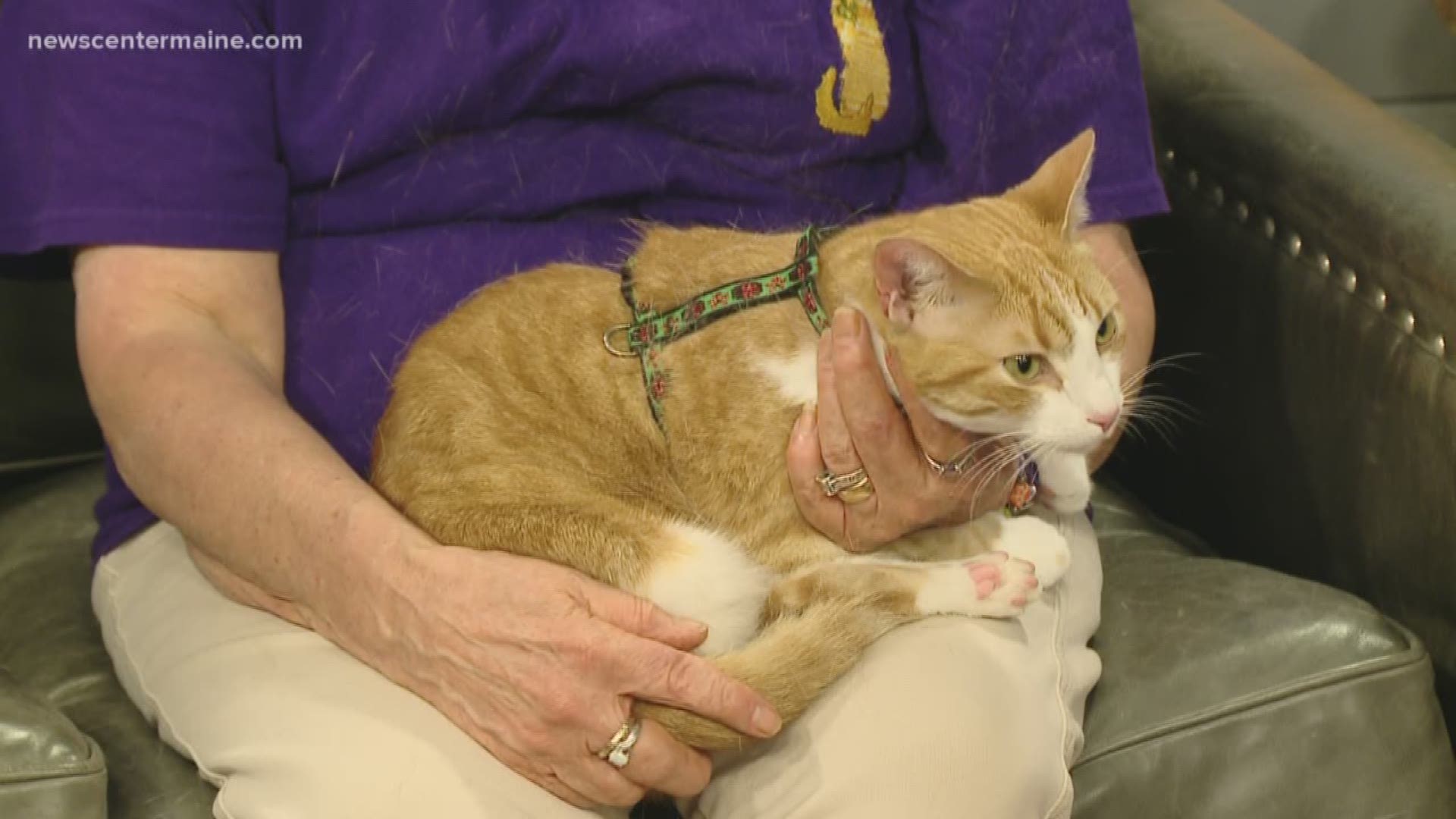 Winifred is a three-legged cat now available for adoption at Hart of Maine Adoption Center