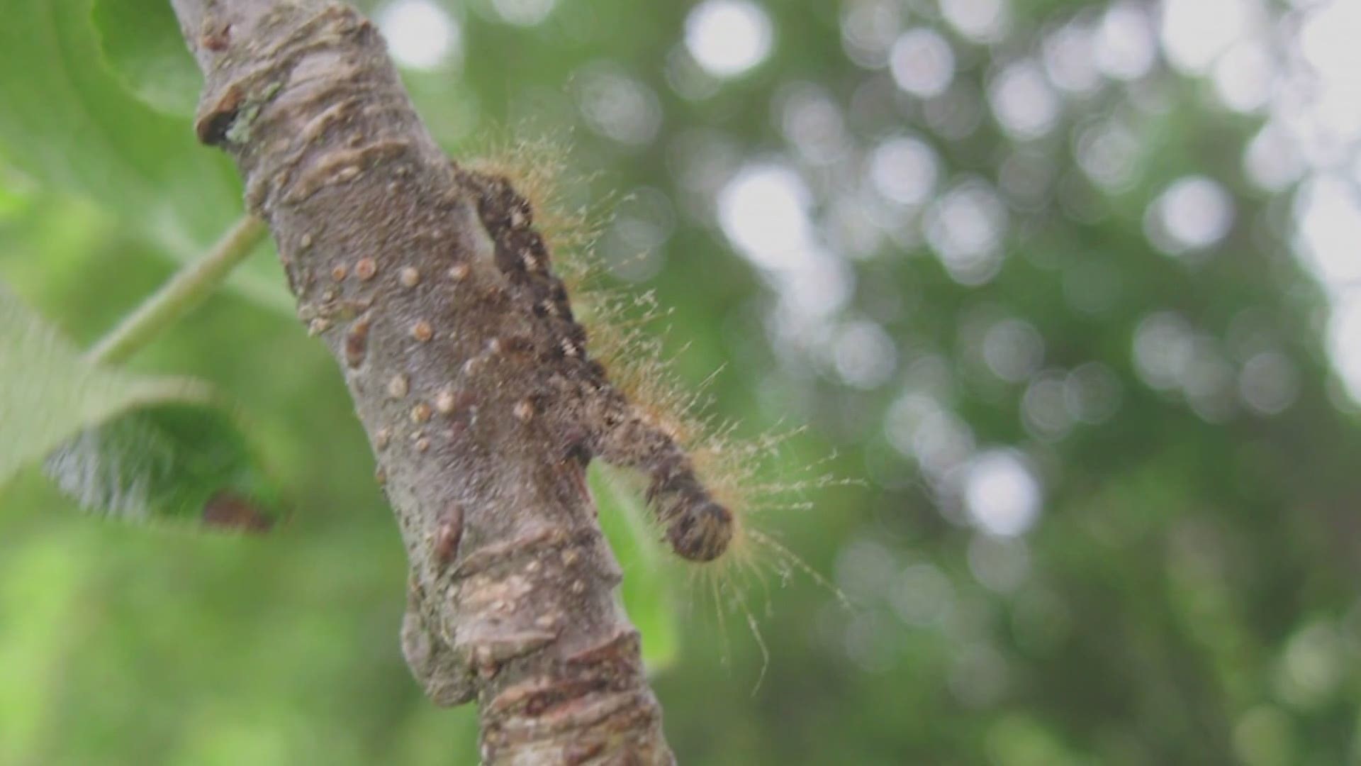 Browntail moth caterpillars are on the march, and may be doing more damage than ever this year.  What to do if you encounter them.