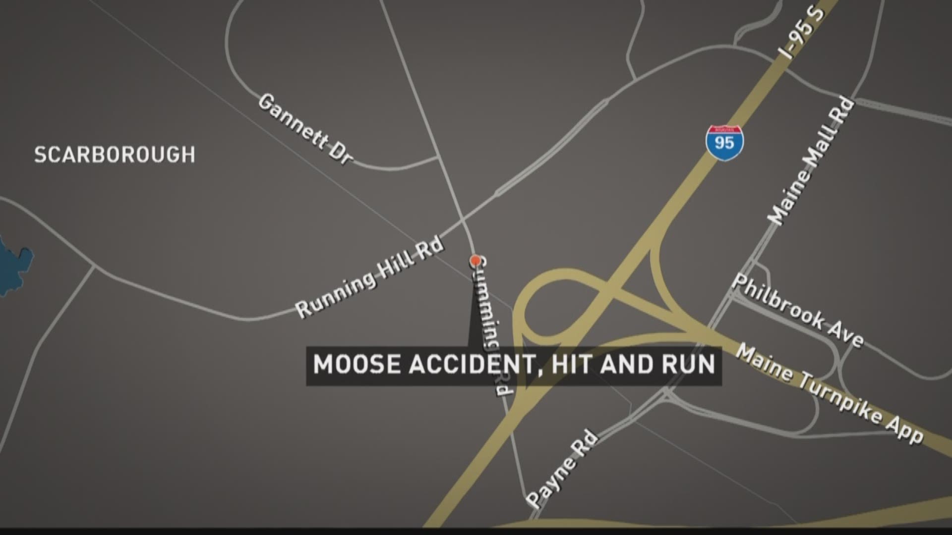 Moose Accident and Hit and Run In South Portland