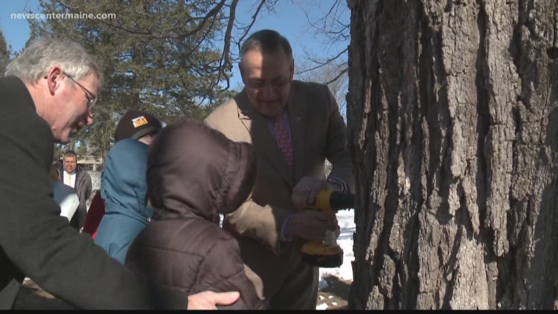 Gov. LePage taps maple tree at Blaine House