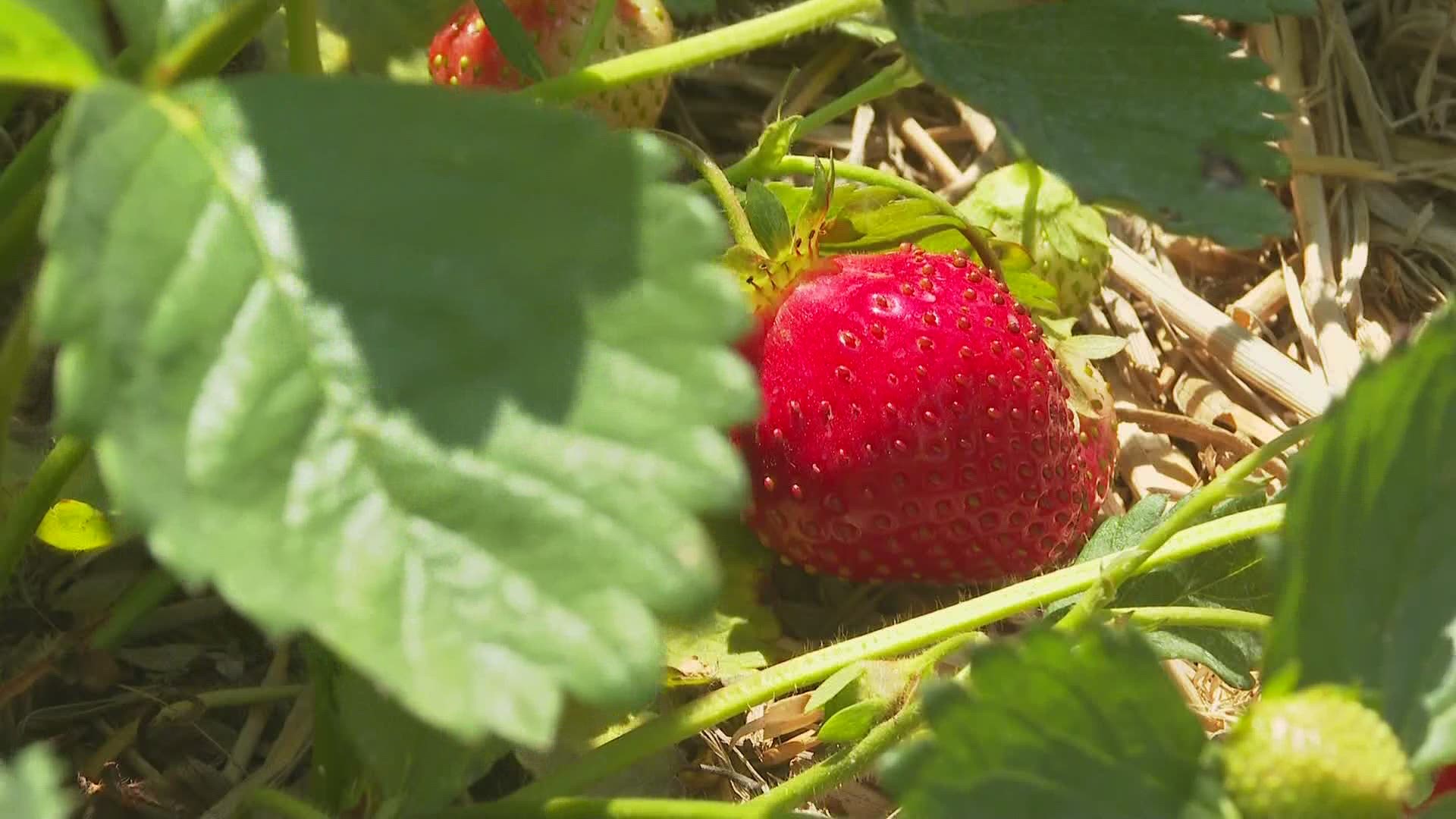 Traditional strawberry picking on local farms will have to make changes to the way they operate to accommodate Covid-19 restrictions.