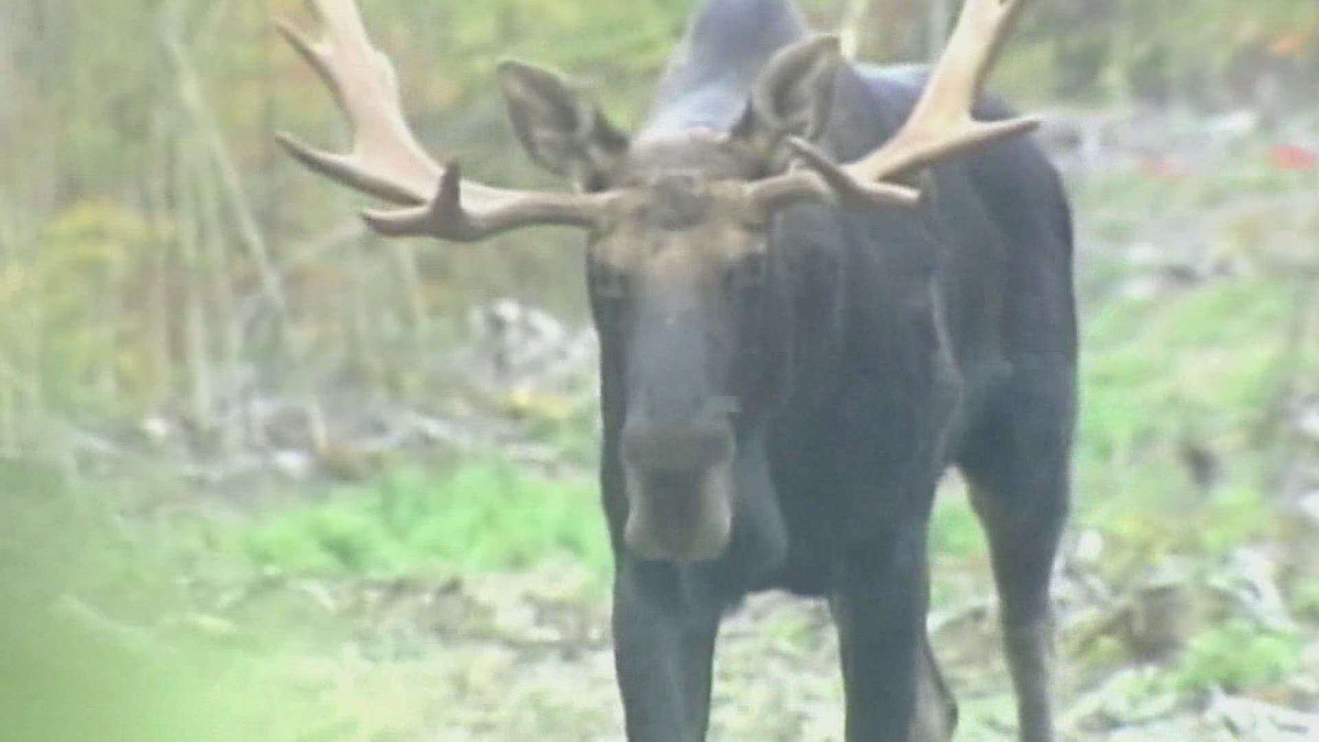 The drawing for the moose permit lottery is scheduled for June 12th, with the hunting season to start in the fall.