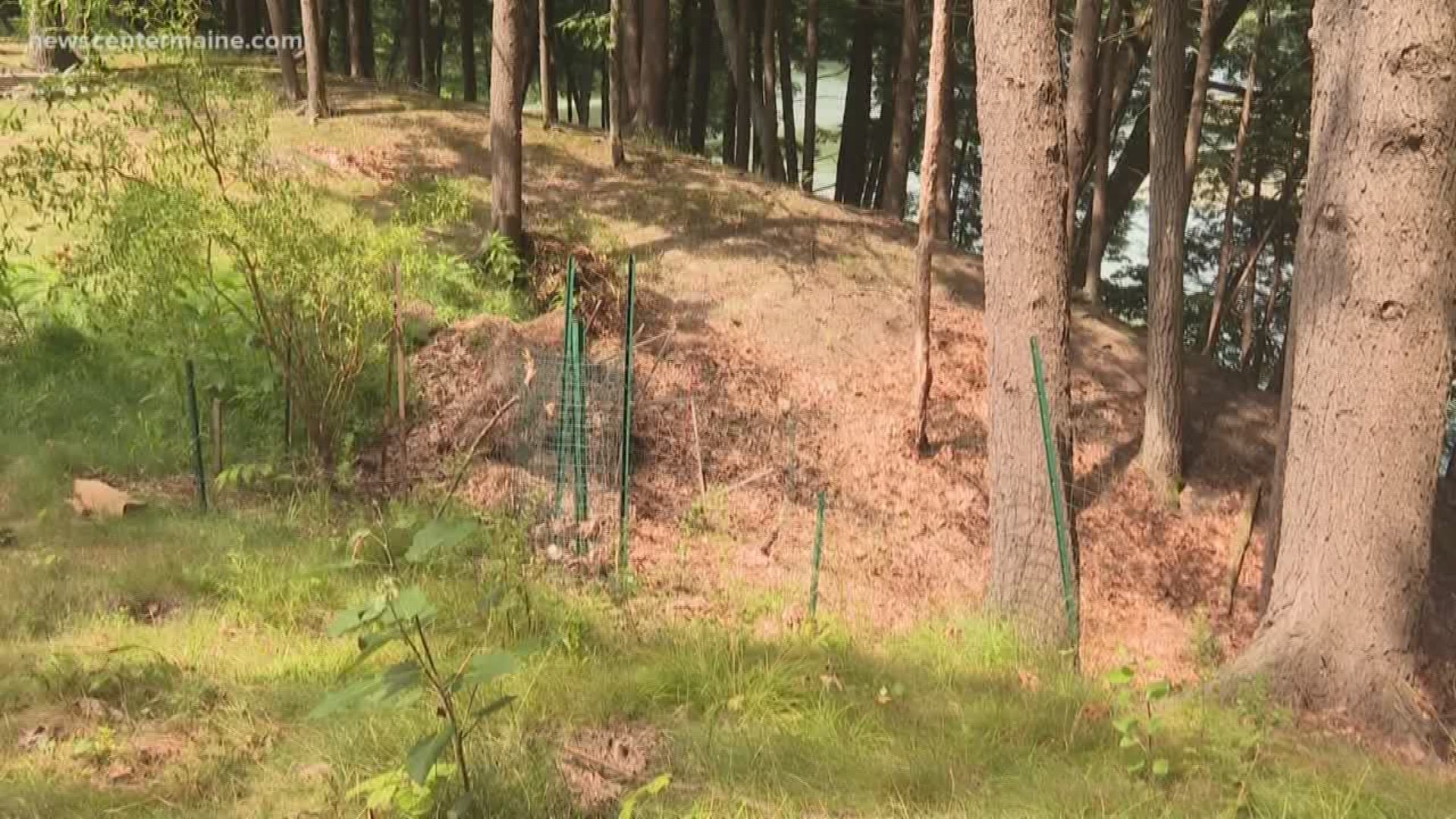 A Falmouth woman says her neighbor cleared more than half a dozen trees along her property line three years ago, causing erosion.