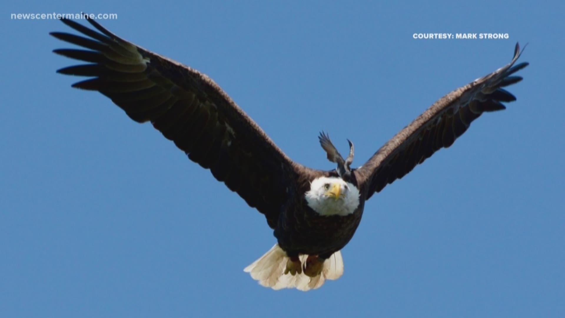 The amazing pictures of a bird hitching a hike on an eagle were taken from Sebago Lake by Mark Strong.