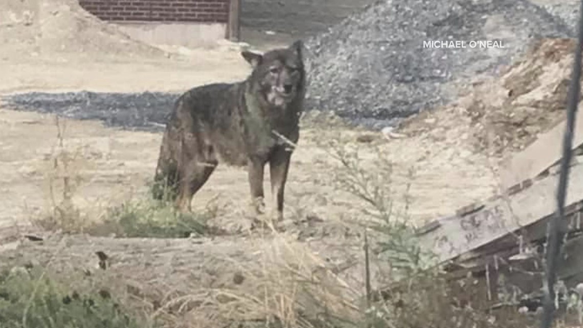 wolf coyote dog hybrid