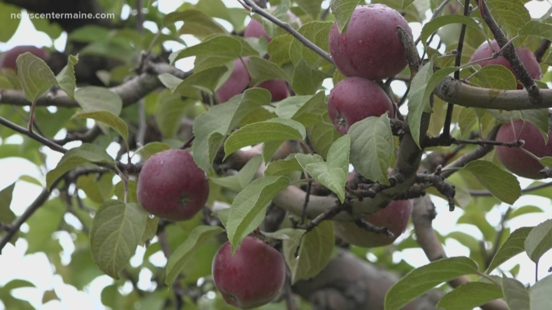 Hundreds of apple orchards are open as the apple picking season is at its peak.