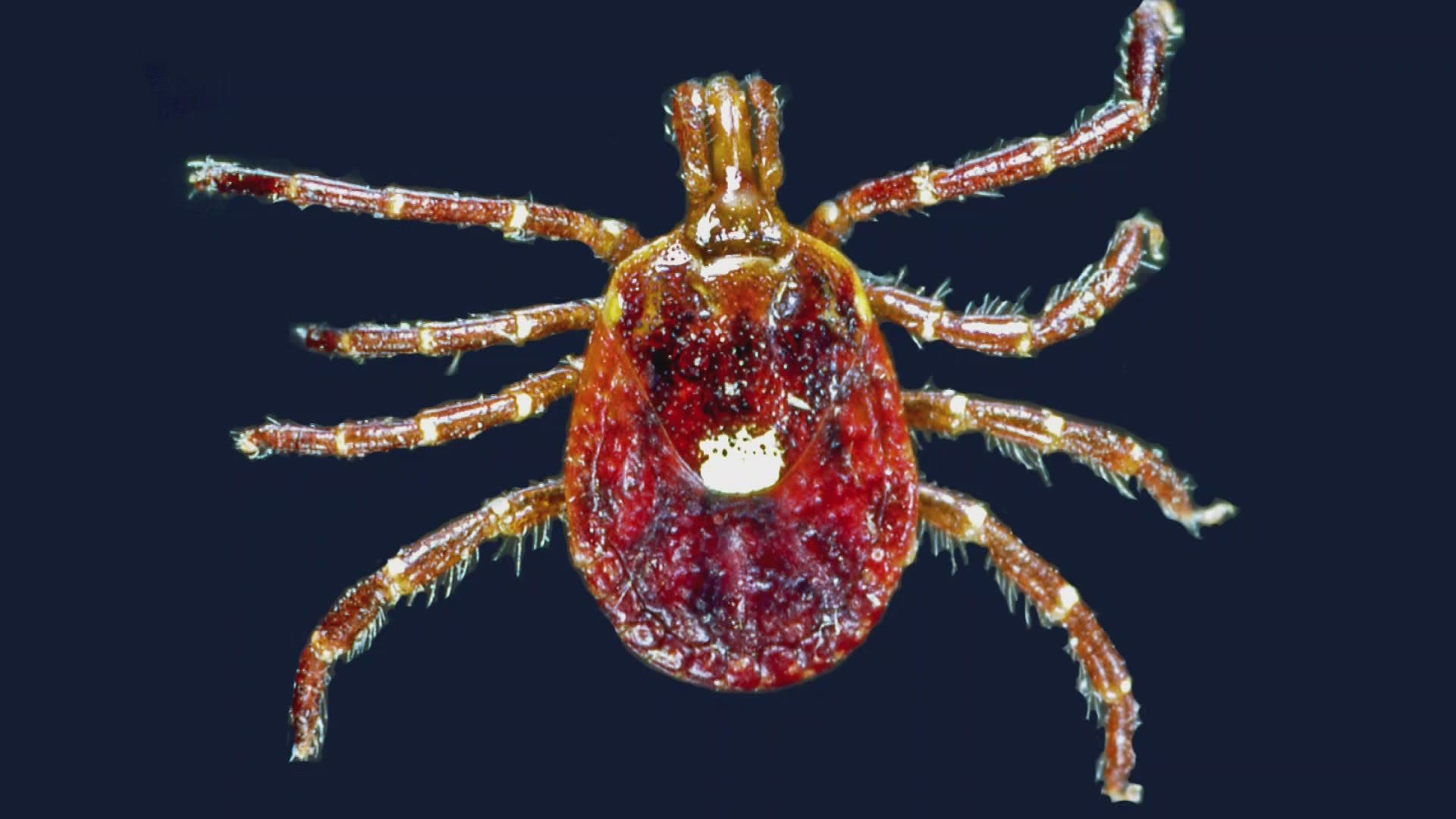 Is climate change helping ticks expand their range in Maine