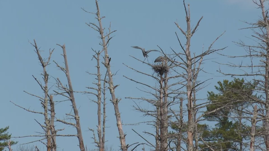 Majestic Great Blue Herons tells us much about our environment - Vimarsana News