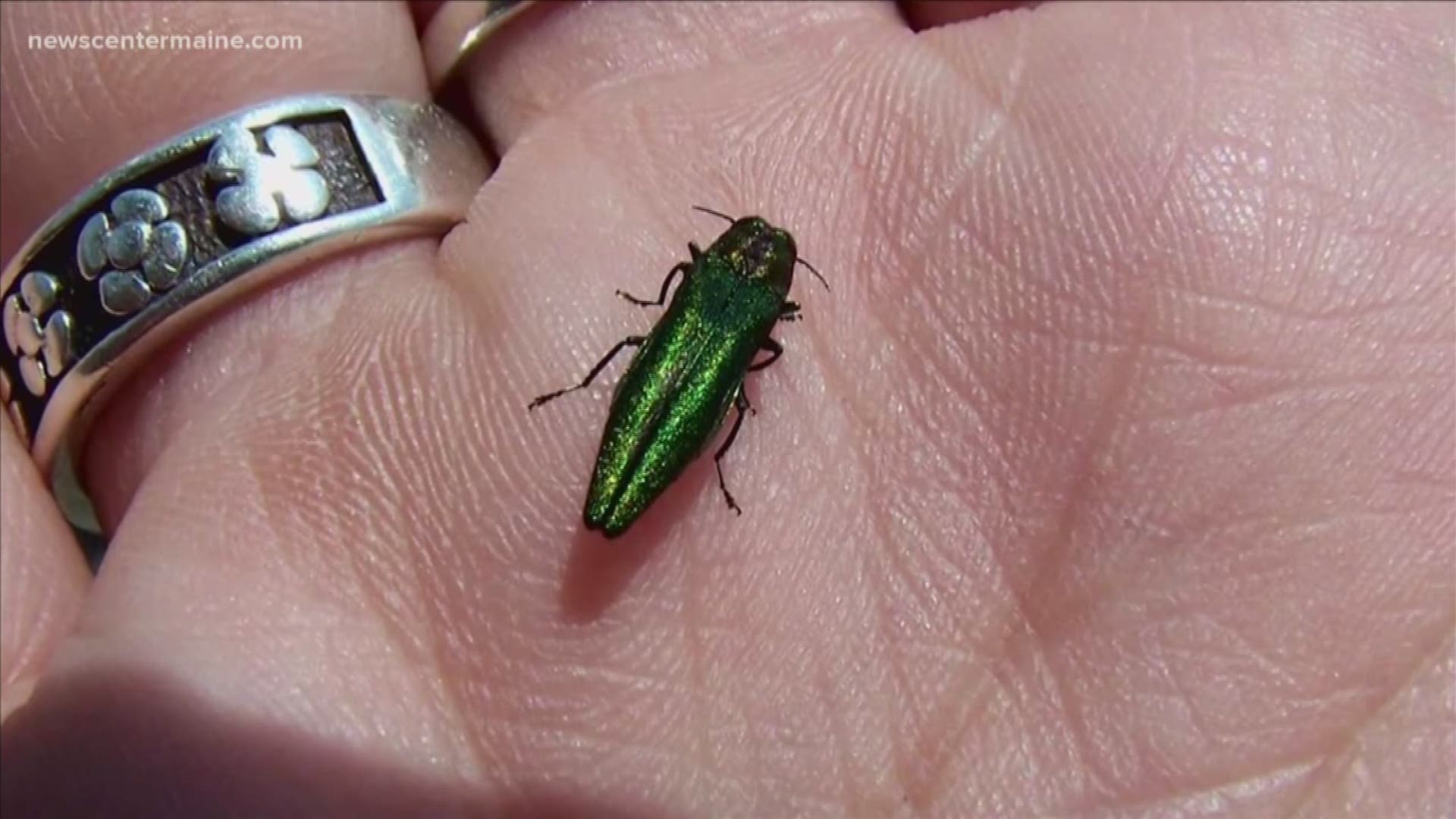 The Maine Forest Service is doing battle with the Emerald Ash Borer. The agency plans to release "parasitoids" to attack the pesky bugs.