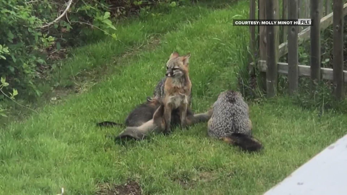 Rabies vaccine for wildlife to be utilized in northern Maine ...