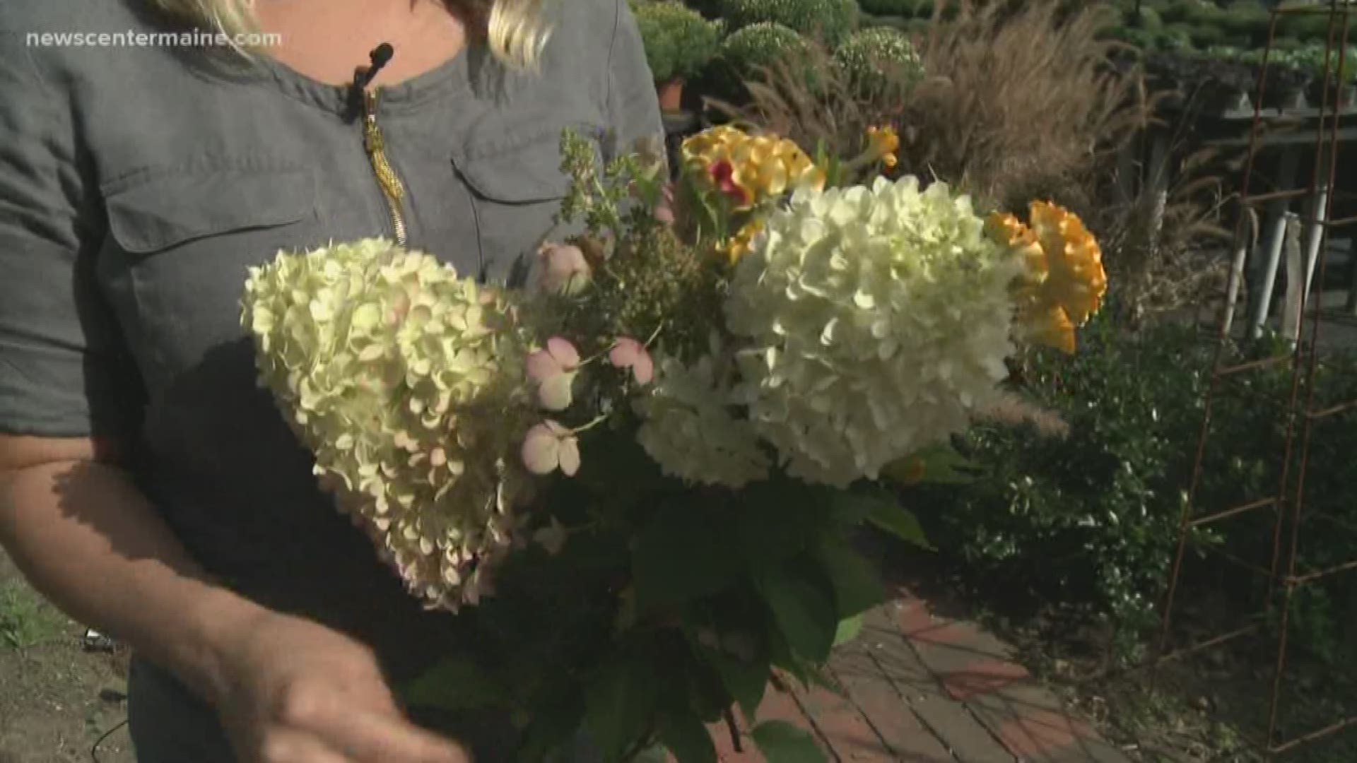 NEWS CENTER Maine's Cindy Williams talks with Ashley Dyer of Farmhouse Floral about Flower arrangements in fall.