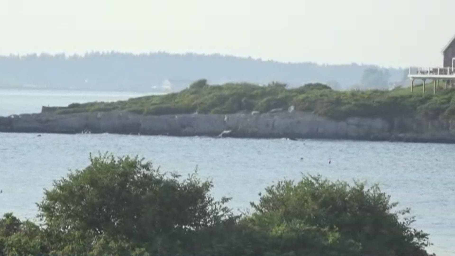 Witnesses say one woman is dead in possible shark attack off Harpswell coast, police have