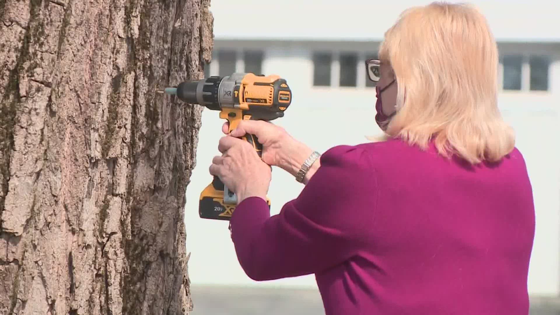 Maine's maple season is underway and with it an annual tradition. Governor Janet Mills led the tapping of the Blaine House maple tree.