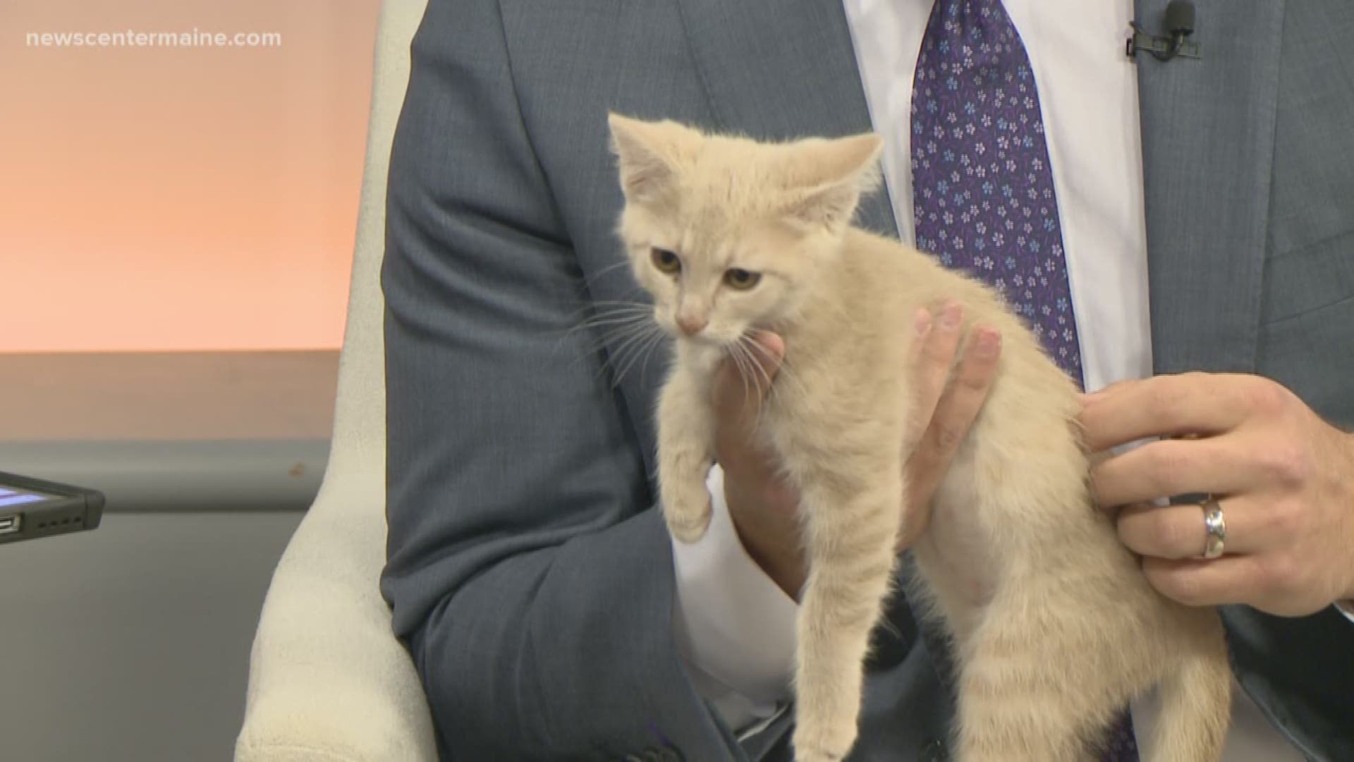 Animal Refuge League of Greater Portland brought in Primrose and Jackie on Fetch ME a Home this week. There are 20 kittens available when the doors open.