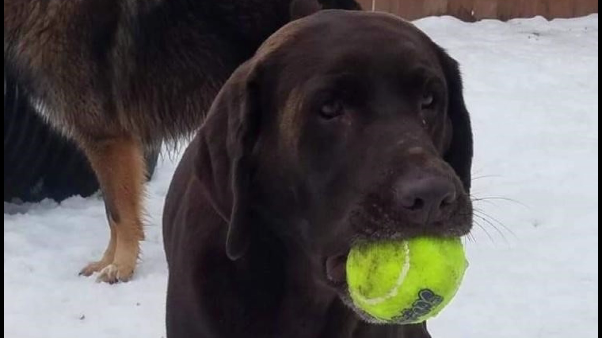 A chocolate lab shot in the face in Elliot is recovering with the help of surgeries and donations