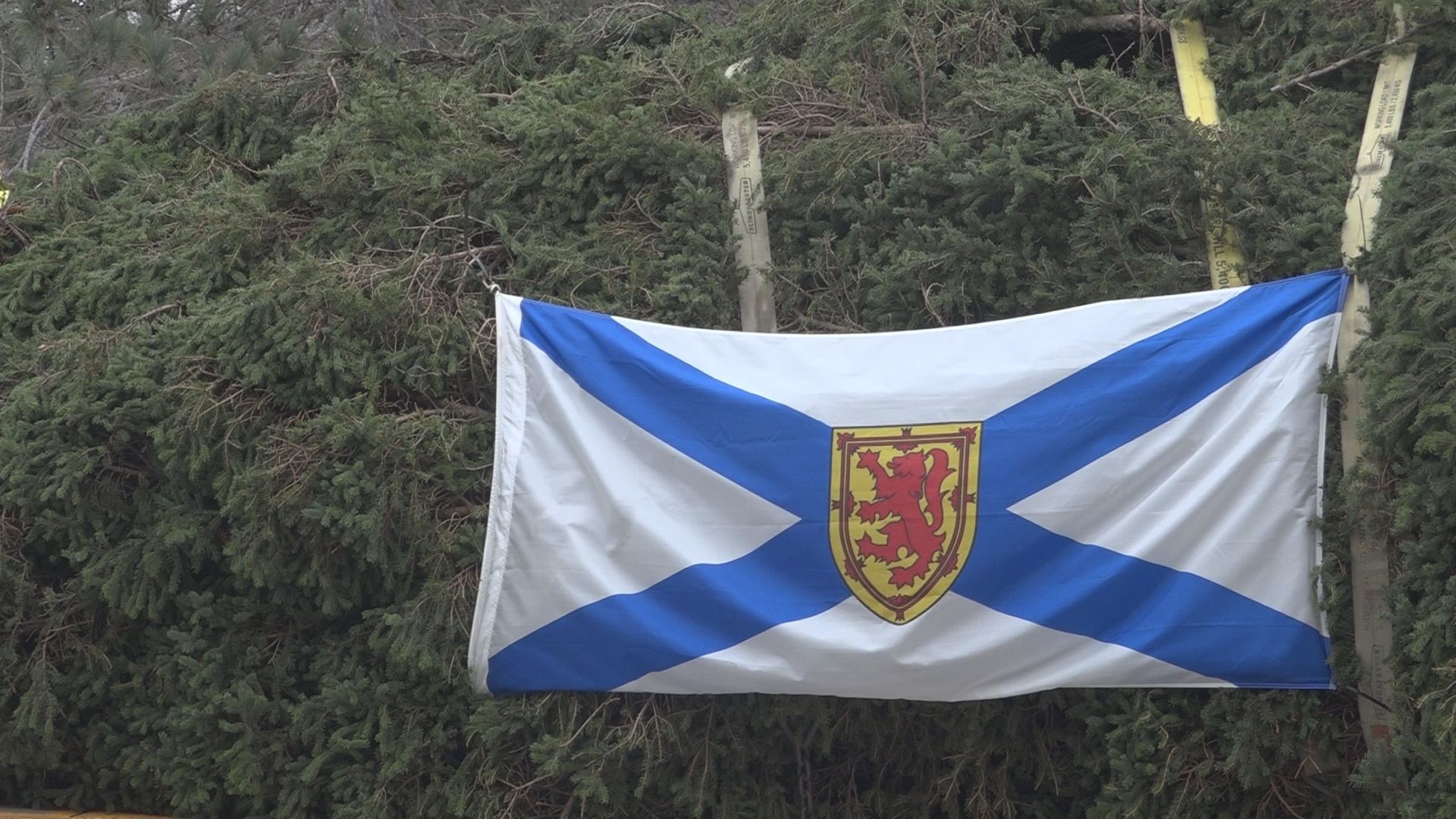 Halifax Christmas Tree makes stop in Hampden