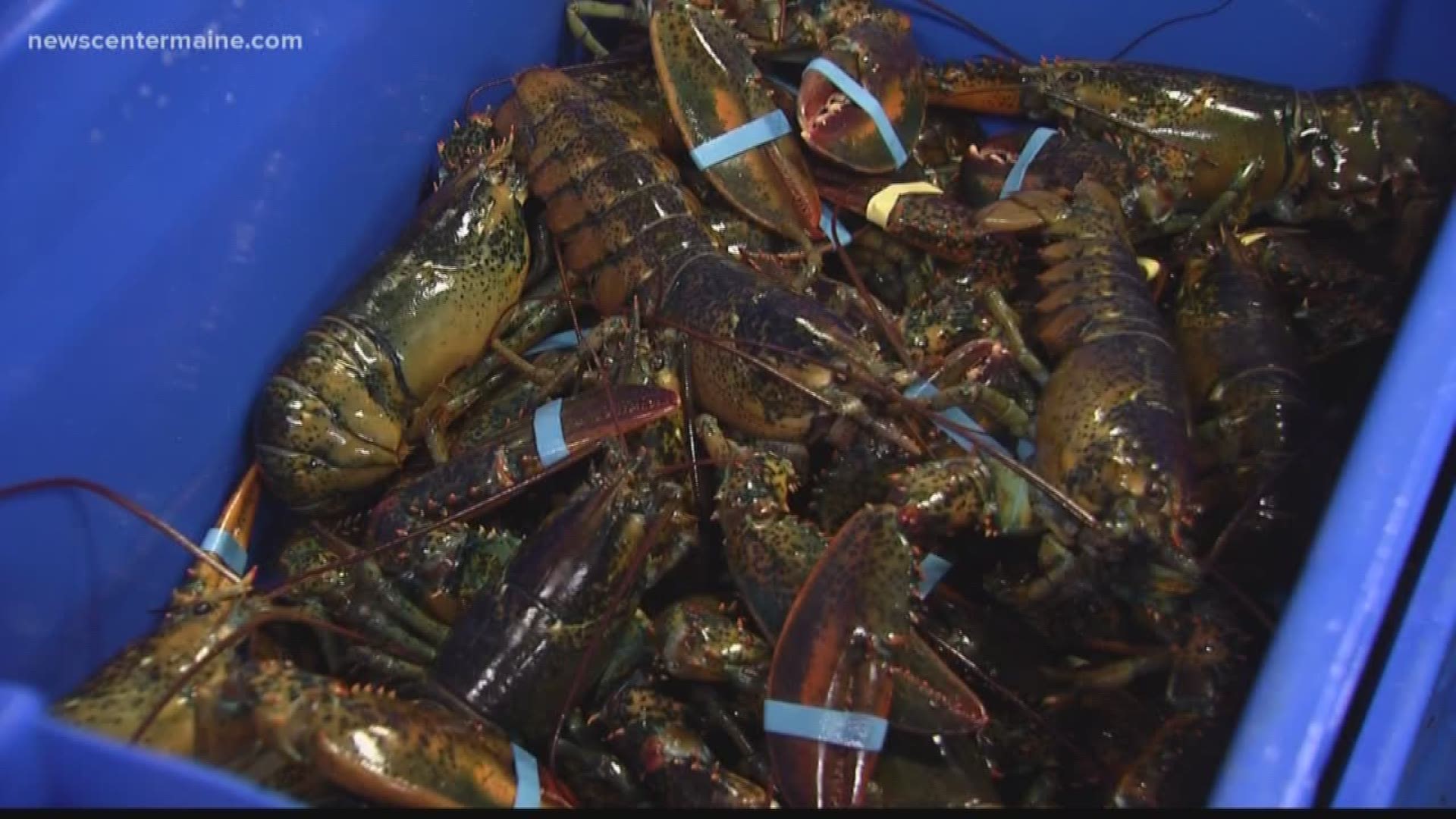 How lobster tariffs will affect us