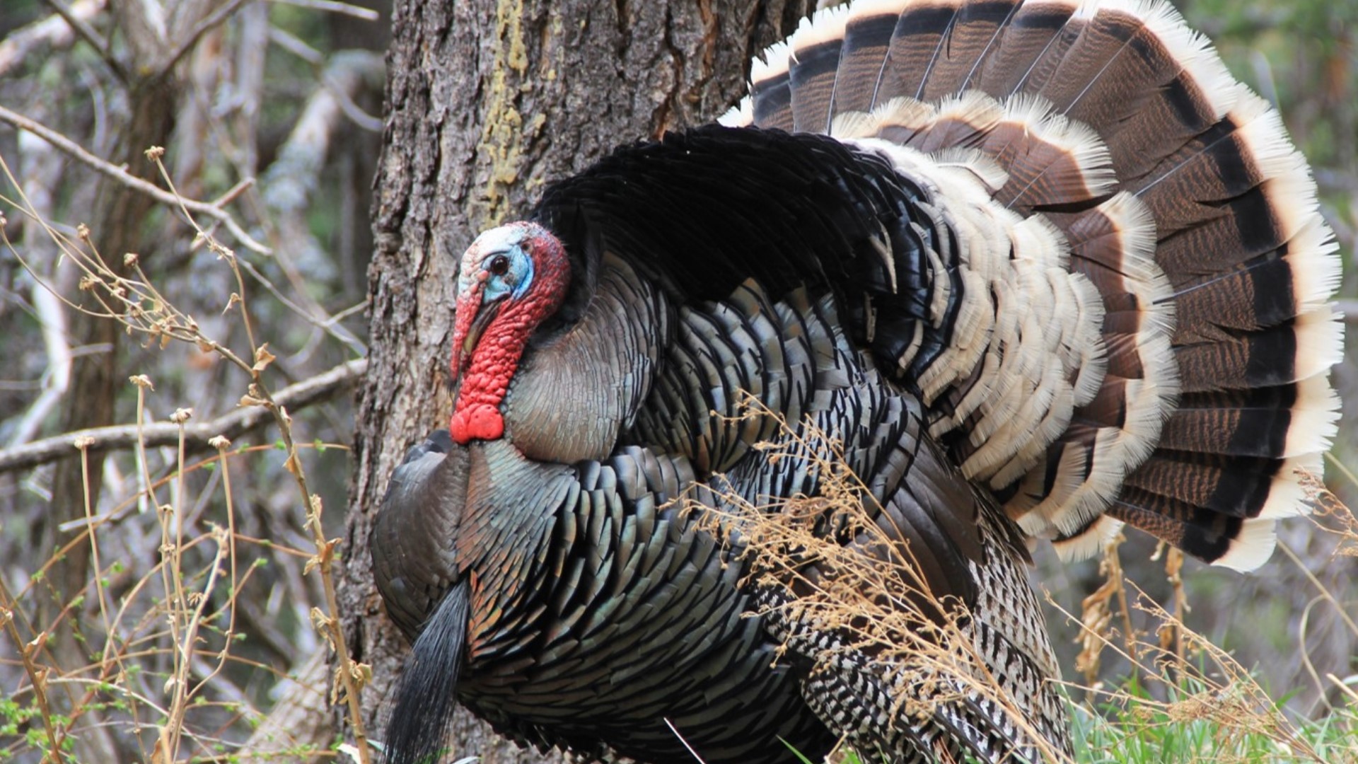 Weeks before Thanksgiving, Maine turkeys to rejoice