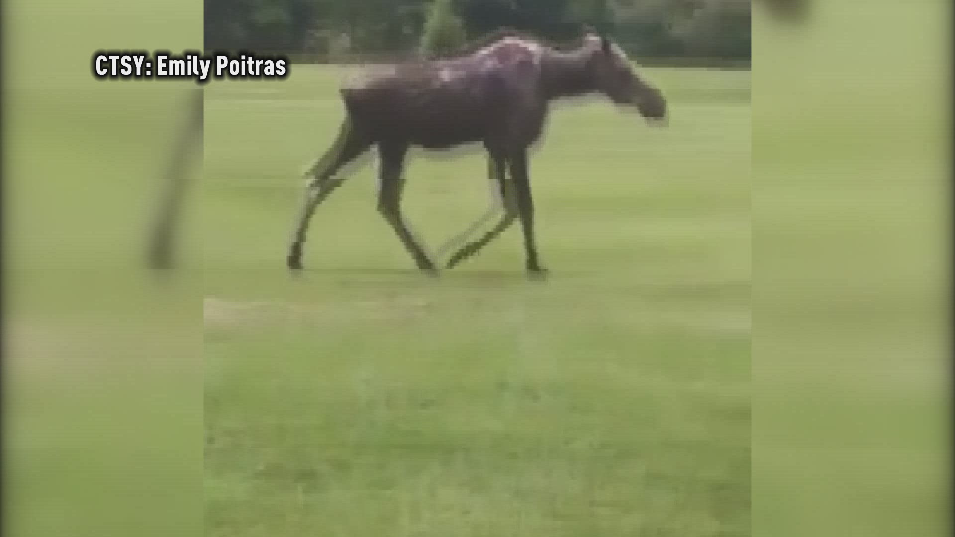 Moose makes major divots at Maine golf course.